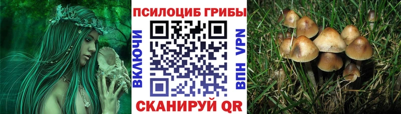 даркнет сайт  Купино  Галлюциногенные грибы Psilocybe 